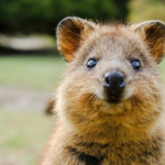 Animal games for children