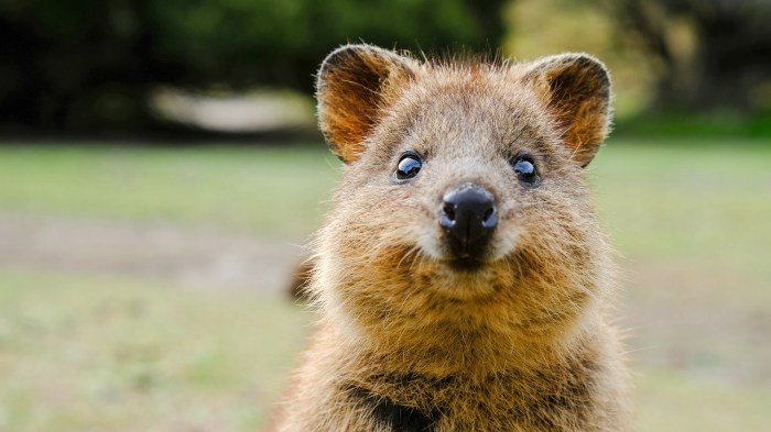 Animal games for children